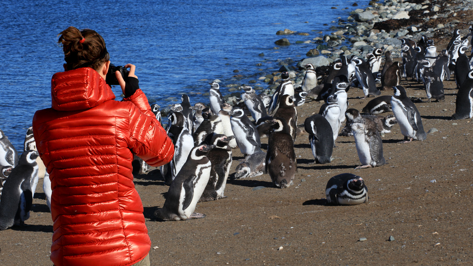 PINGUINERAS